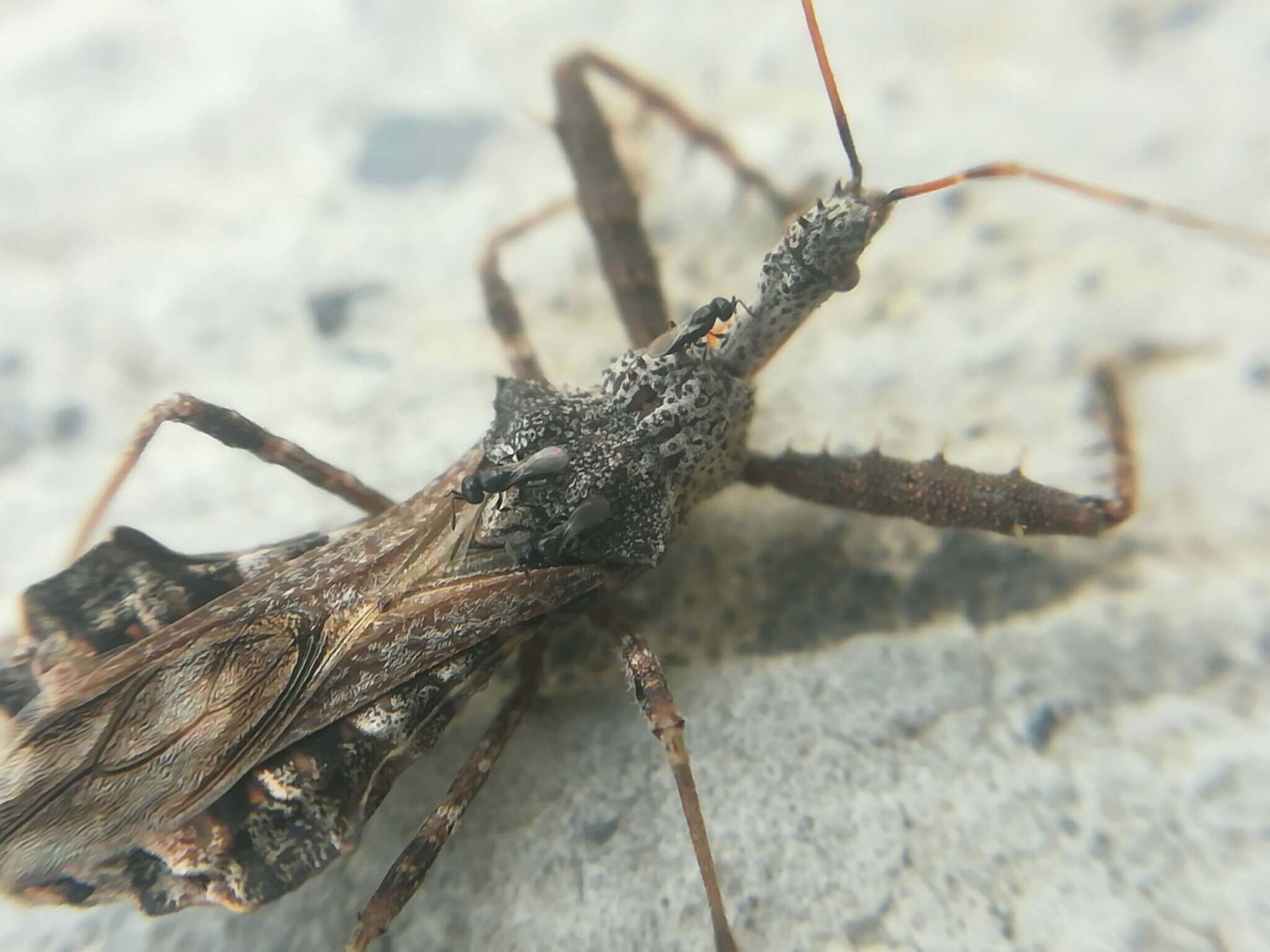 Image of Assassin bug