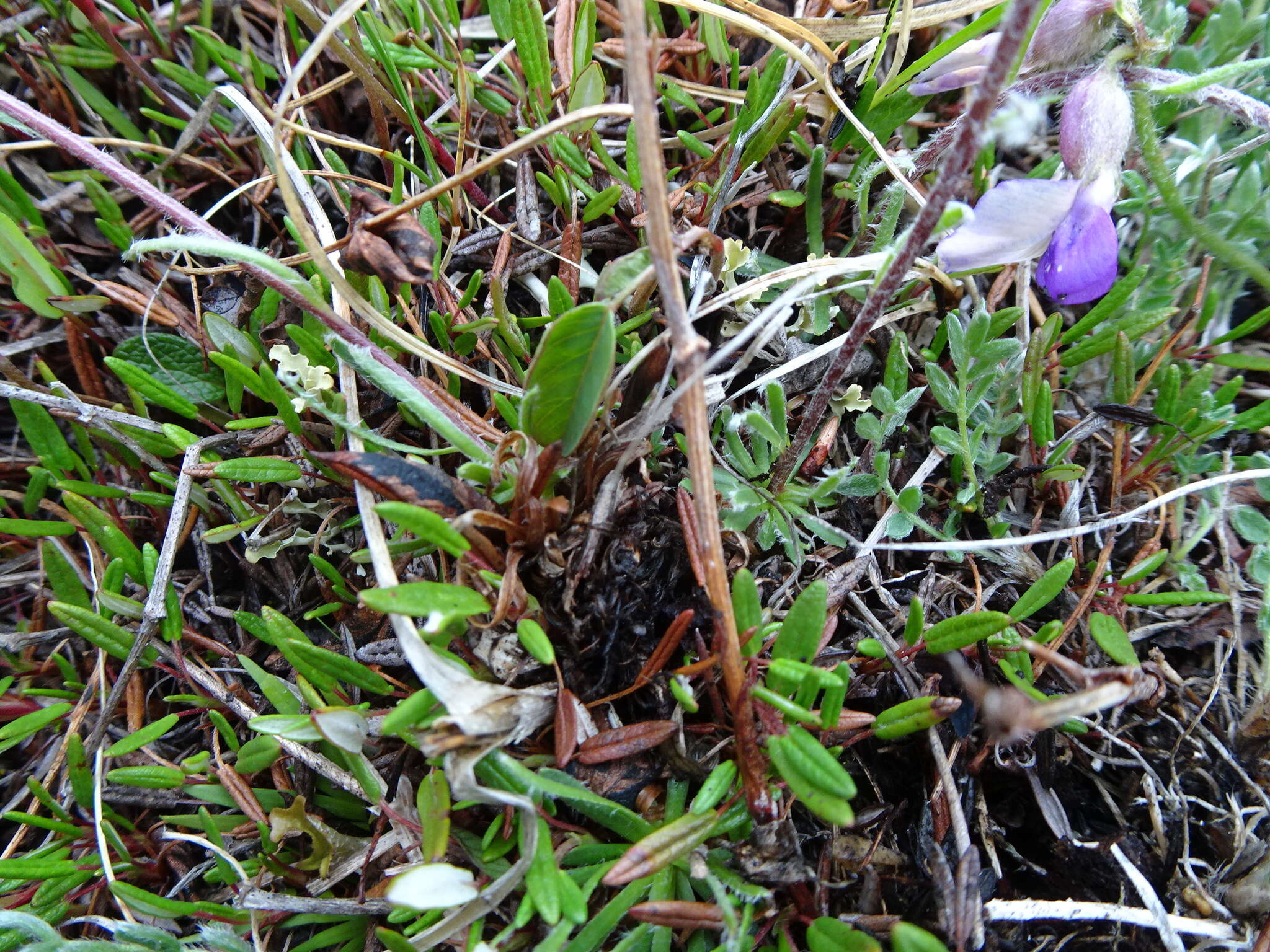 Слика од Arctanthemum integrifolium (Richards.) Tzvel.