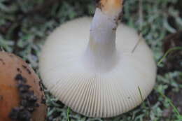 Image of Russula cistoadelpha M. M. Moser & Trimbach 1981