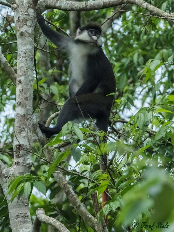 Cercopithecus ascanius schmidti Matschie 1892 resmi