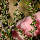 Image of Cliffortia brevifolia Weim.