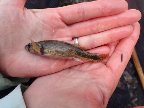 Imagem de Etheostoma punctulatum (Agassiz 1854)