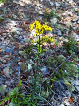 Image de Solidago nemoralis Ait.