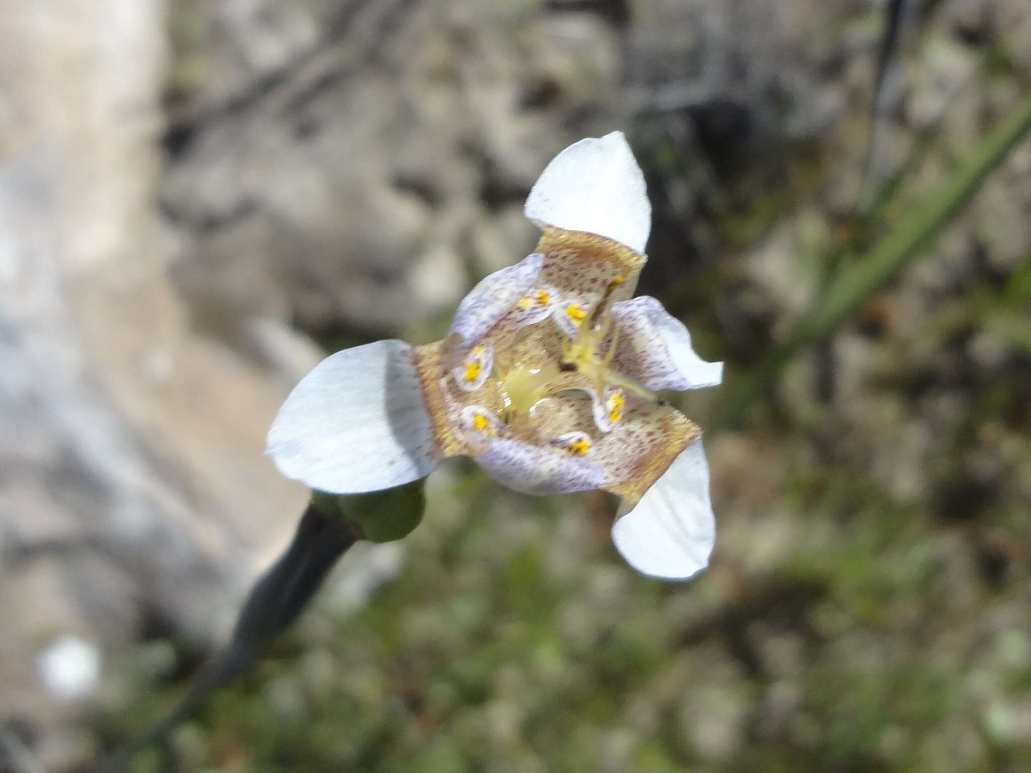 Image of Tigridia arequipensis Montesinos, A. Pauca & Revilla