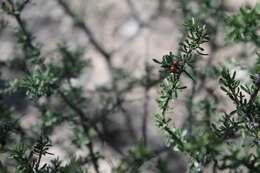 Imagem de Citharexylum brachyanthum (A. Gray ex Hemsl.) A. Gray