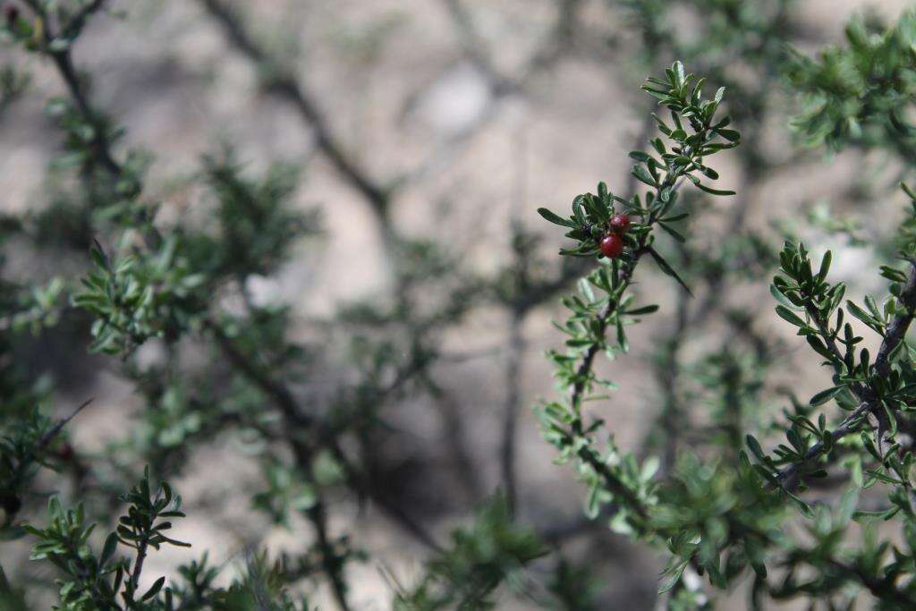 Imagem de Citharexylum brachyanthum (A. Gray ex Hemsl.) A. Gray