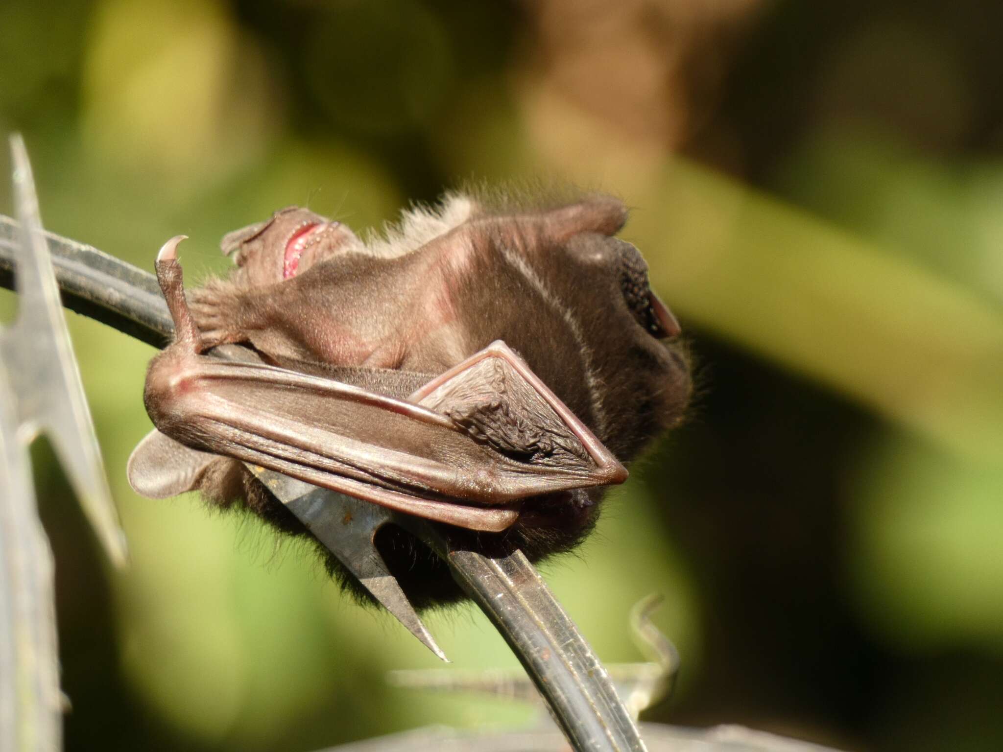 Image of Thomas's broad-nosed bat