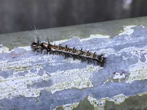 Imagem de Dendrolimus punctata Walker 1855