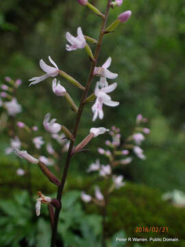 Image of Stenoglottis fimbriata Lindl.