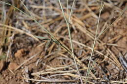 Imagem de Astragalus inversus M. E. Jones