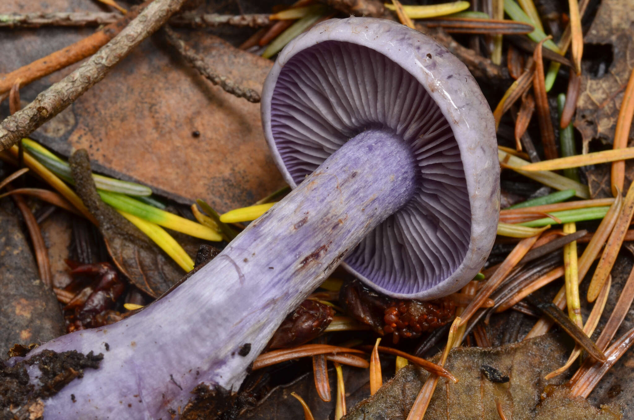 Image of Thaxterogaster occidentalis (A. H. Sm.) Niskanen & Liimat.