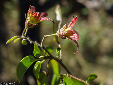 Image of Humbertiella foliosa (Hochr. & Humbert) L. J. Dorr