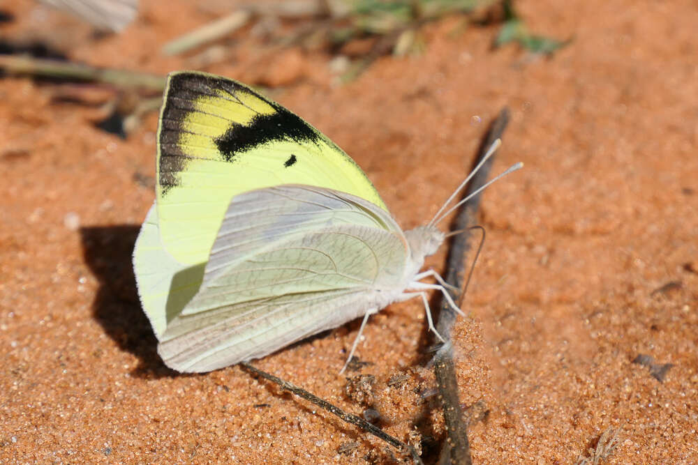 Imagem de Teracolus subfasciatus Swainson 1833