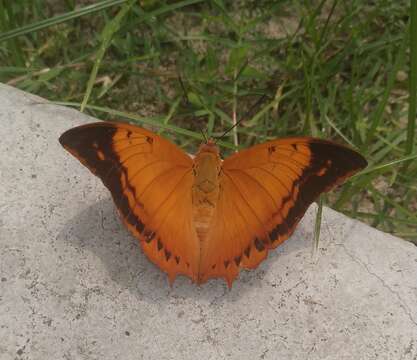 Imagem de Charaxes aristogiton Felder & Felder 1866