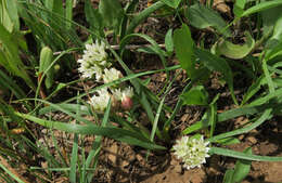 Image of Brandegee's onion