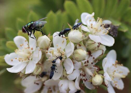 Imagem de Hylaeus albonitens (Cockerell 1905)