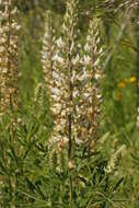 Lupinus albicaulis Douglas resmi