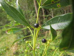 Image de Palicourea sessilis (Vell.) C. M. Taylor