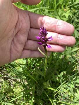 Image de Dactylorhiza alpestris (Pugsley) Aver.