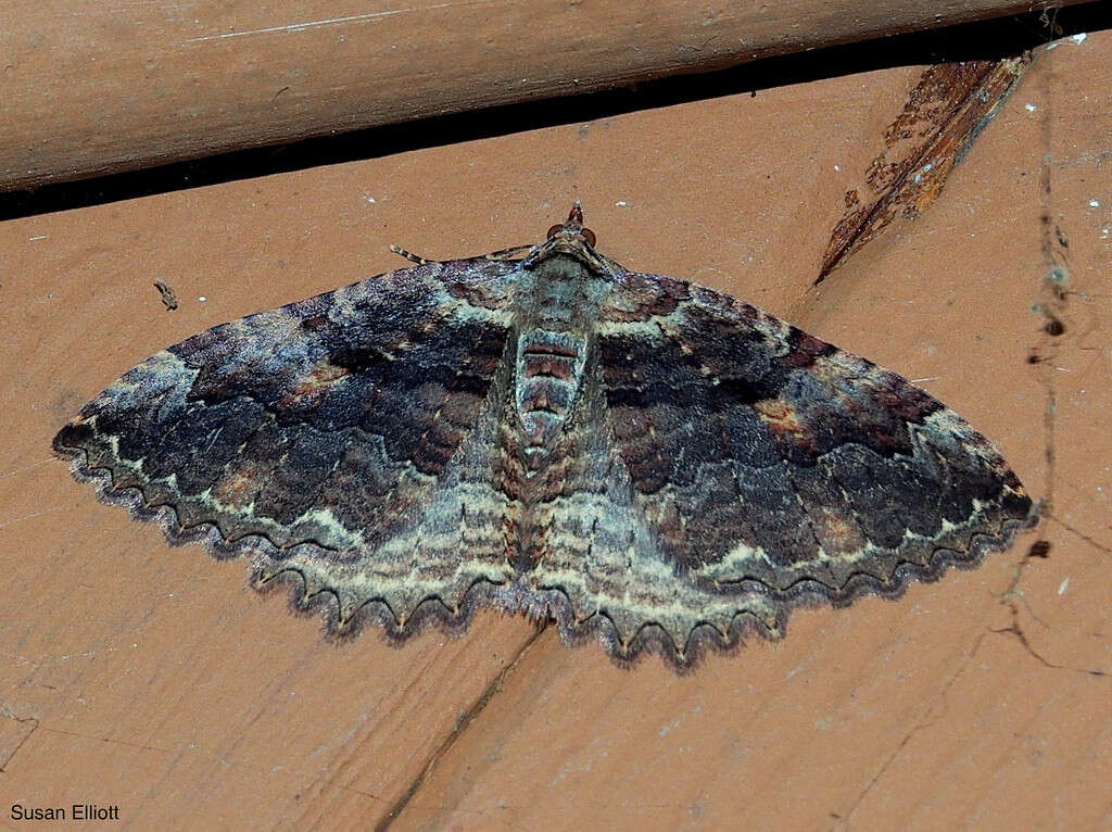 Image of Tissue Moth