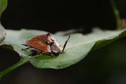 Image of Dorynota (Akantaka) storki Borowiec 2006