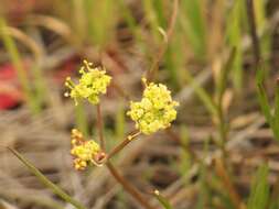 Image of Lomatium marginatum var. marginatum