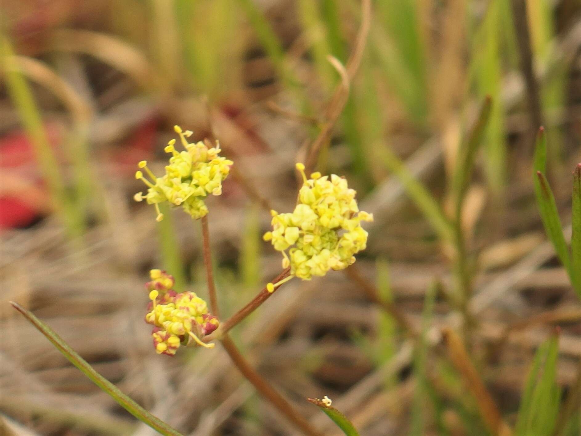 Image of Lomatium marginatum var. marginatum