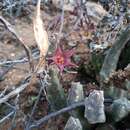 Image of Ceropegia surrecta (N. E. Br.) Bruyns