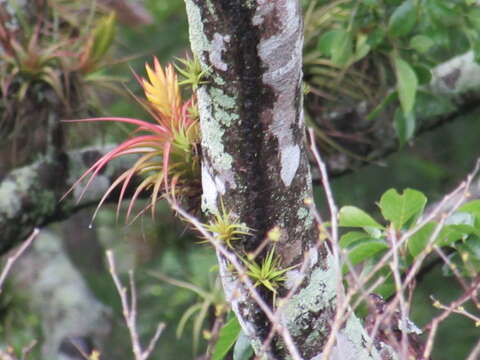 Tillandsia concolor L. B. Sm.的圖片