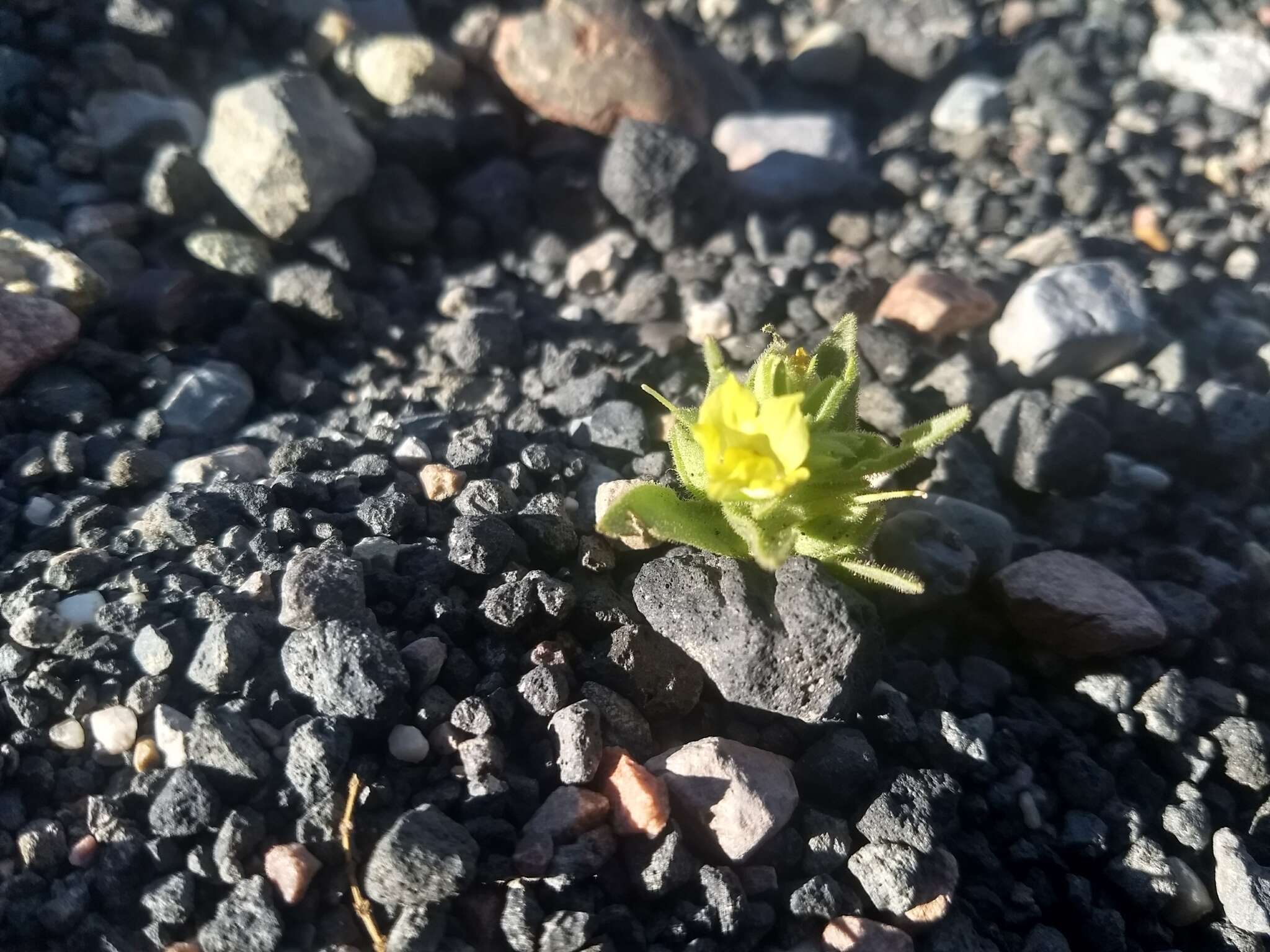 Image of golden desert-snapdragon