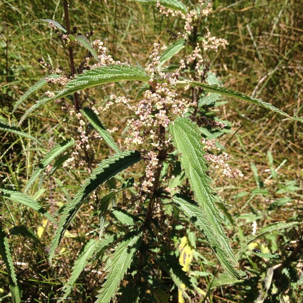 Image of Urtica angustifolia Fisch. ex Hornem.