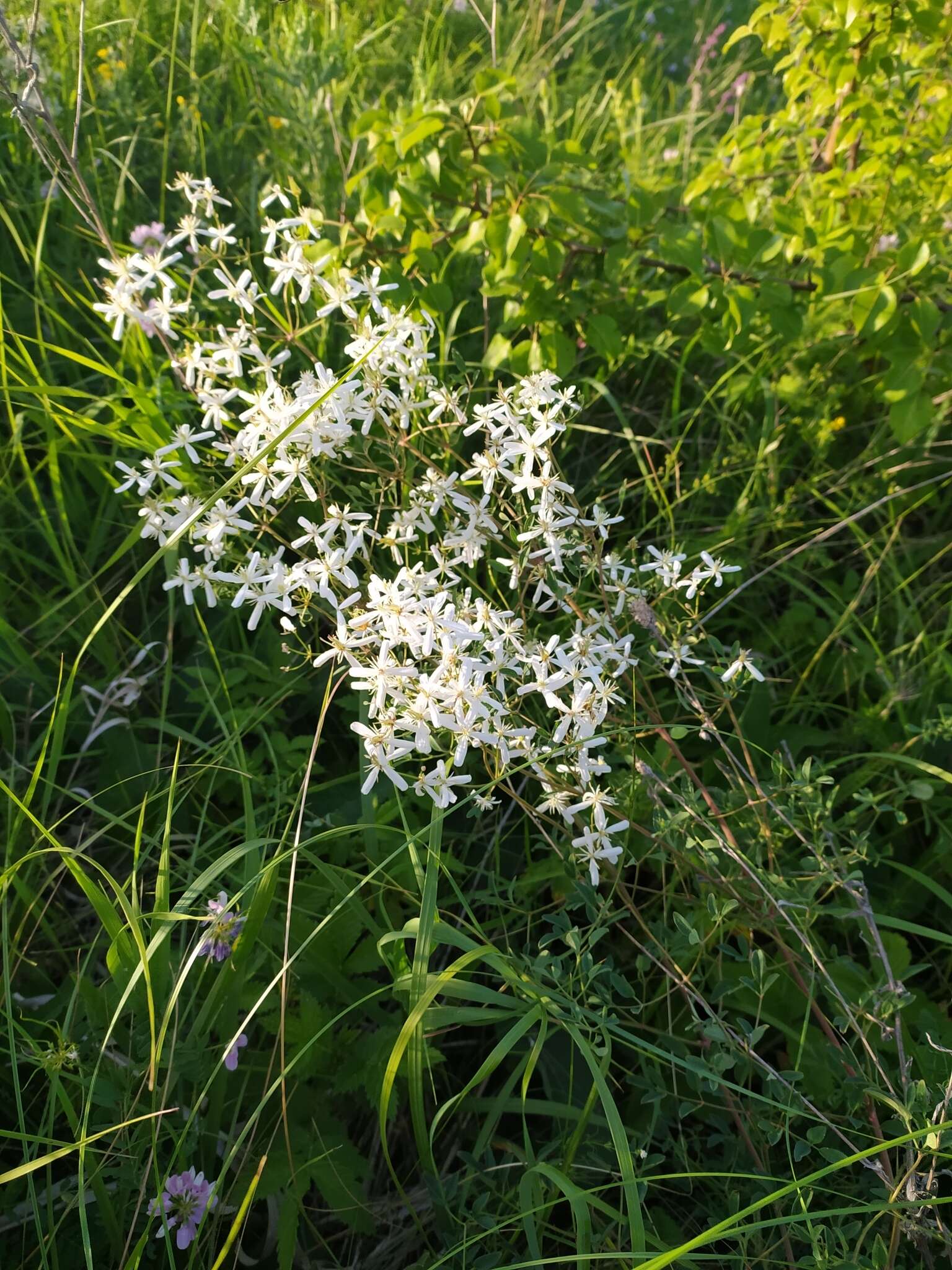 Imagem de Clematis lathyrifolia Bess. ex Reichb.