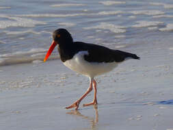 Image of American Oystercatcher