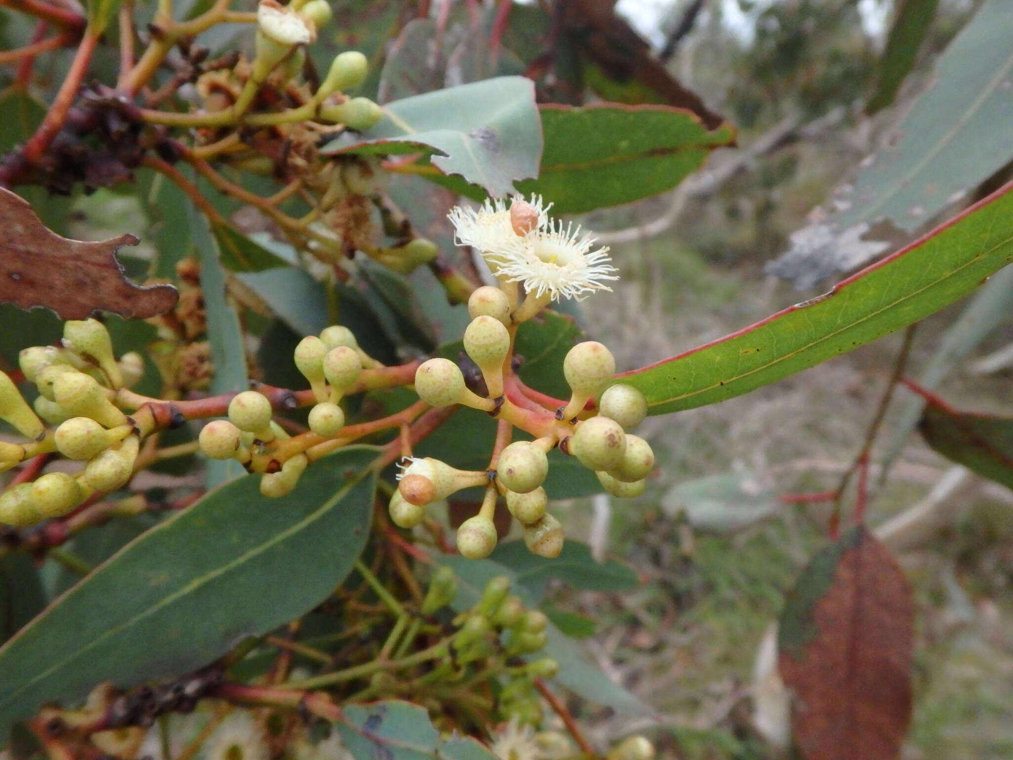 Image of Pink Gum