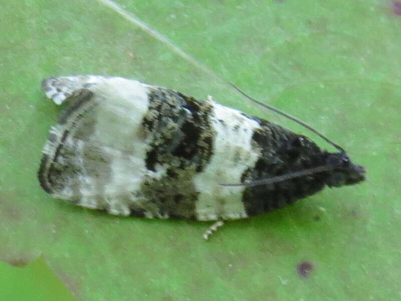 Olethreutes bipartitana Clemens 1860 resmi