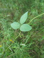 Image of Glycine max subsp. soja (Siebold & Zucc.) H. Ohashi