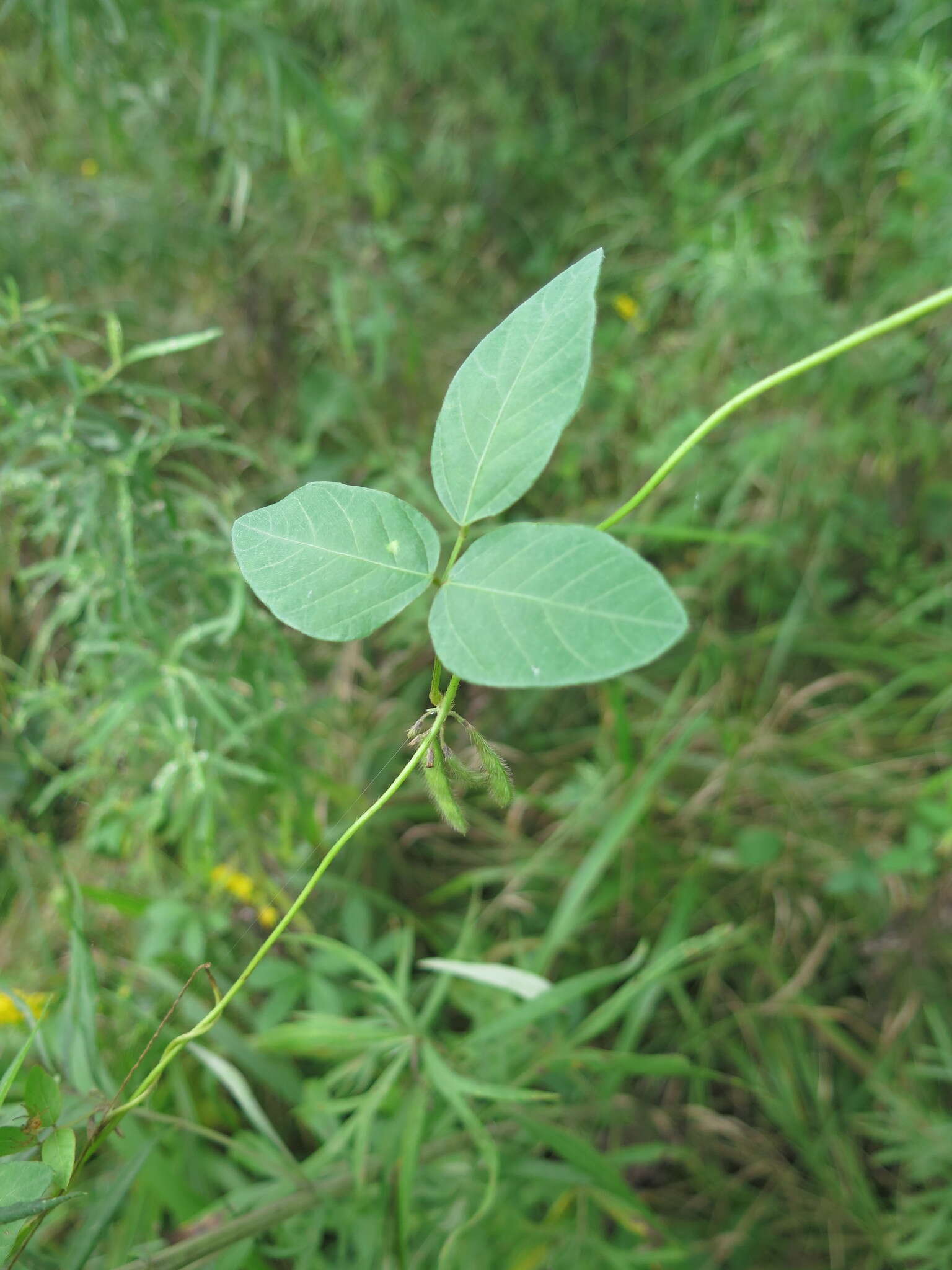 Image of Glycine max subsp. soja (Siebold & Zucc.) H. Ohashi