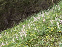 Image of Corydalis glaucescens Regel