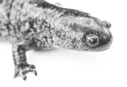 Image of Streamside Salamander