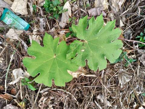 Image of tetrapanax