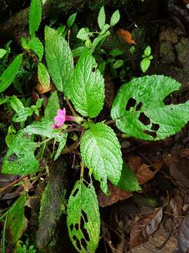 Image of Chrysothemis melittifolia