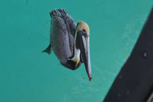 Image of Pelecanus occidentalis carolinensis Gmelin & JF 1789