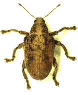 Image of Gonipterus platensis Marelli 1926