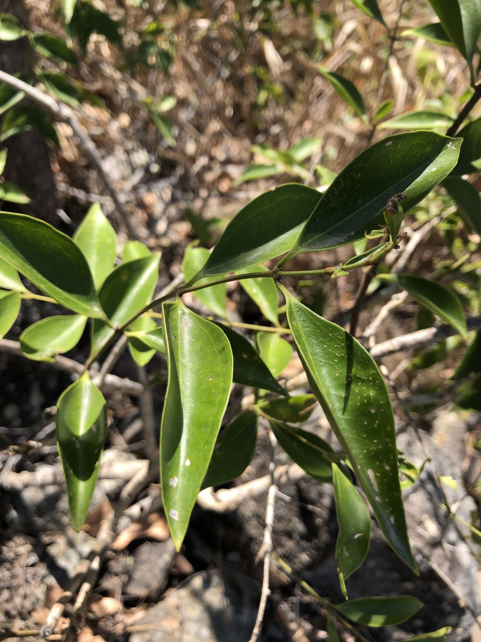 صورة Jasminum simplicifolium G. Forst.