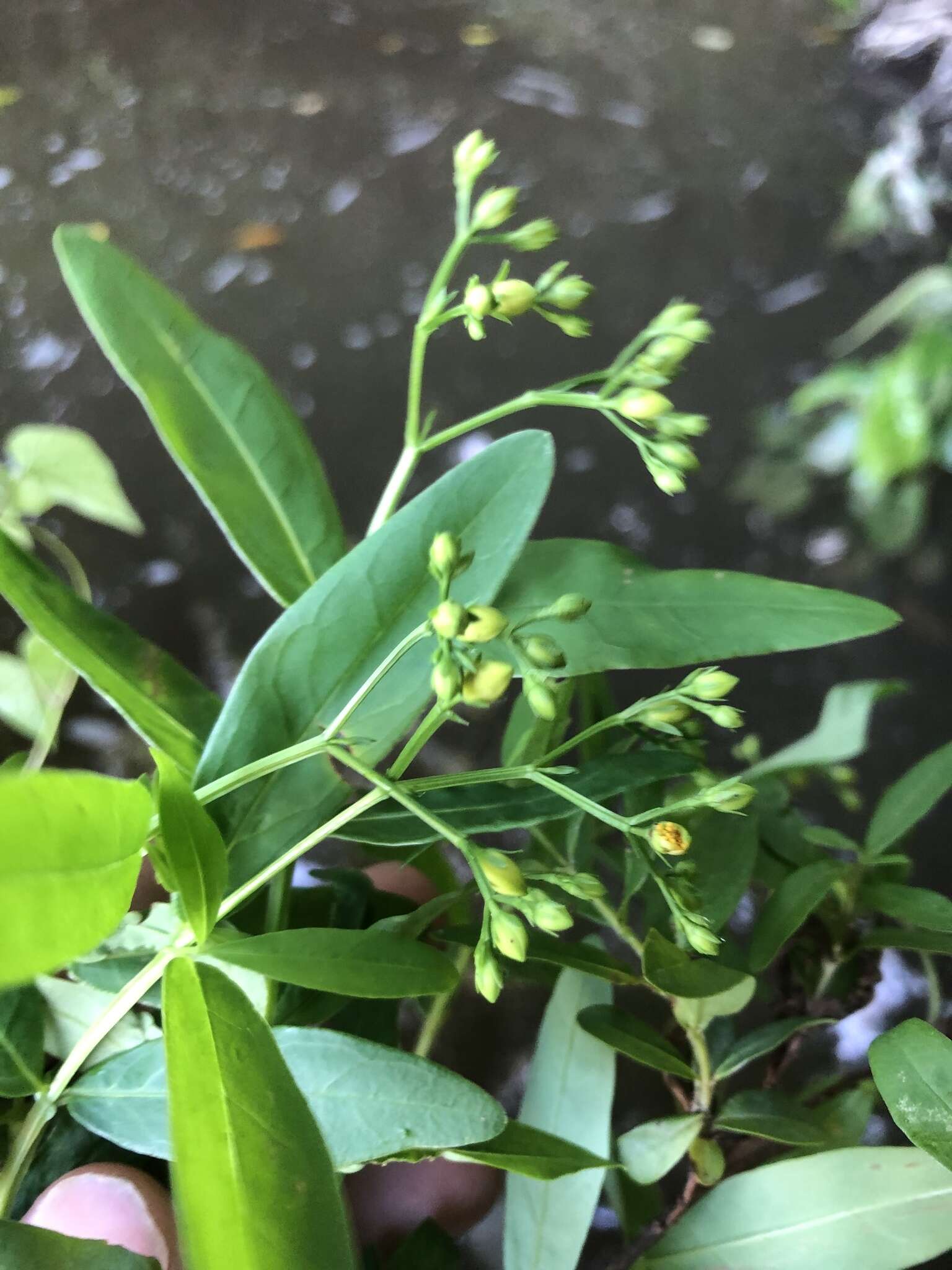 Image of Early St. John's-Wort