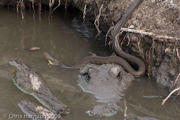 Image of Mississippi Green Water Snake