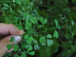 Image of Corydalis ochotensis Turcz.