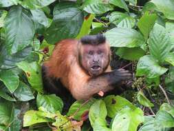 Image of Black-capped Capuchin