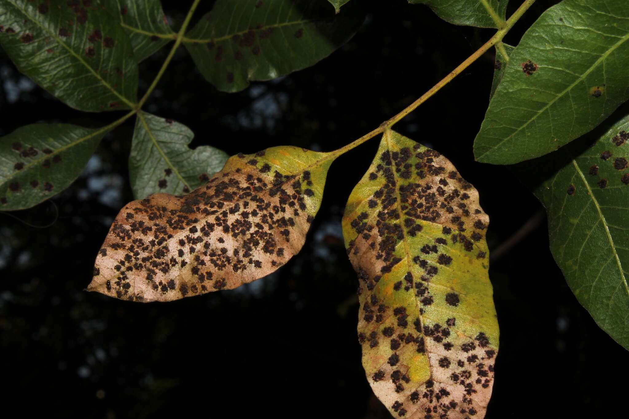 Plancia ëd Pileolaria terebinthi (DC.) Castagne 1842