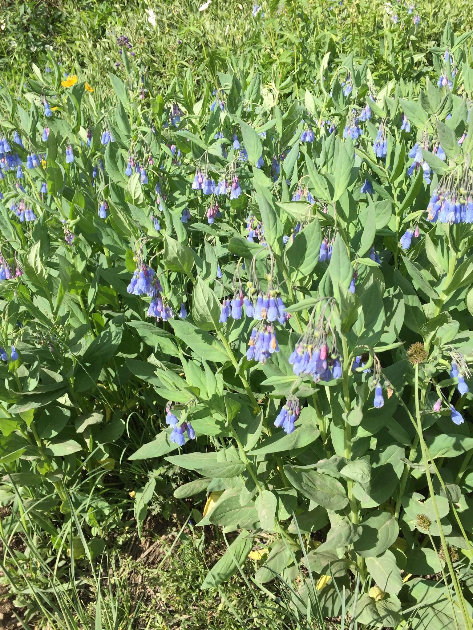 Image of tall fringed bluebells